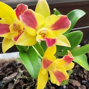 Meet your Posher, Dawn